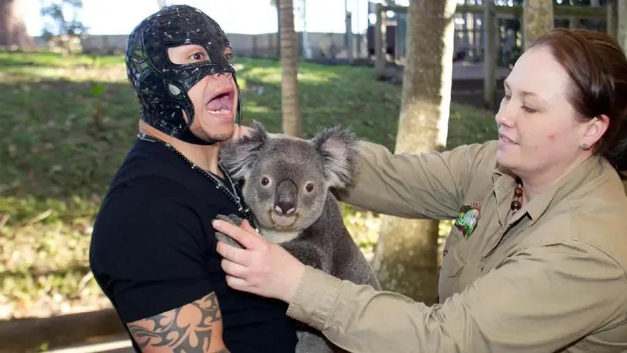 Rey Mysterio Koala.jpg