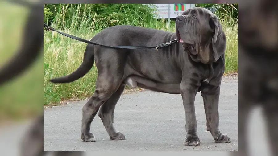 https://cultaholic.com/files/images/36aa084389b873a7af841ba4af0584a54b60a3fc-neopolian-mastiff.jpg